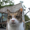 考える猫