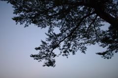 空松