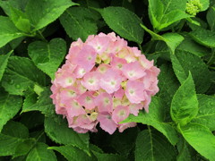 Hydrangea