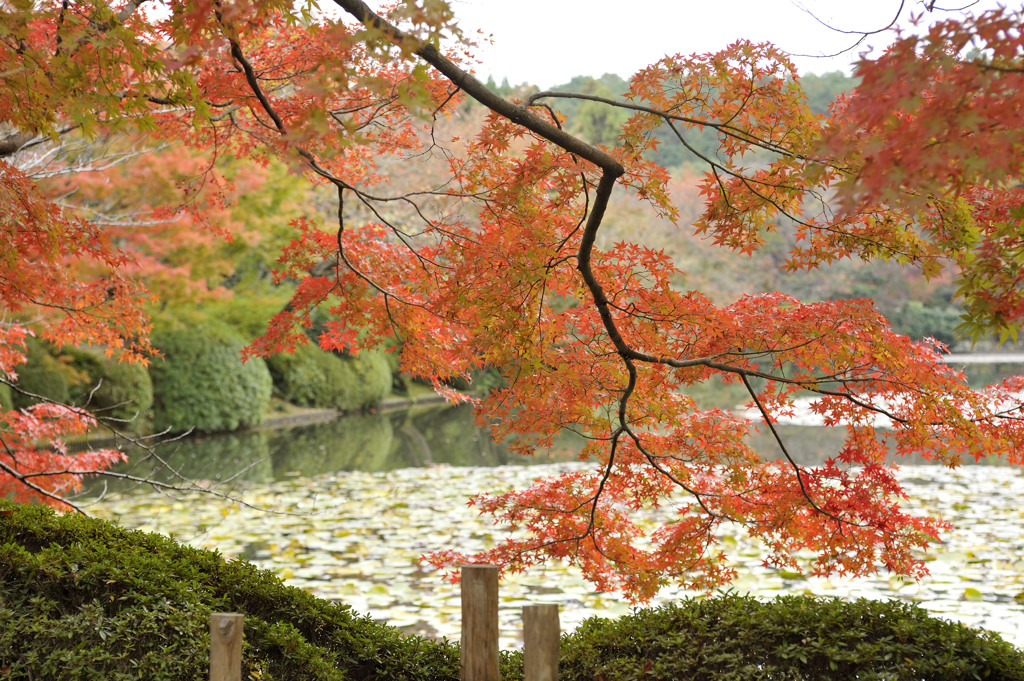 紅葉５