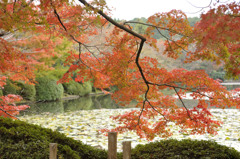 紅葉５