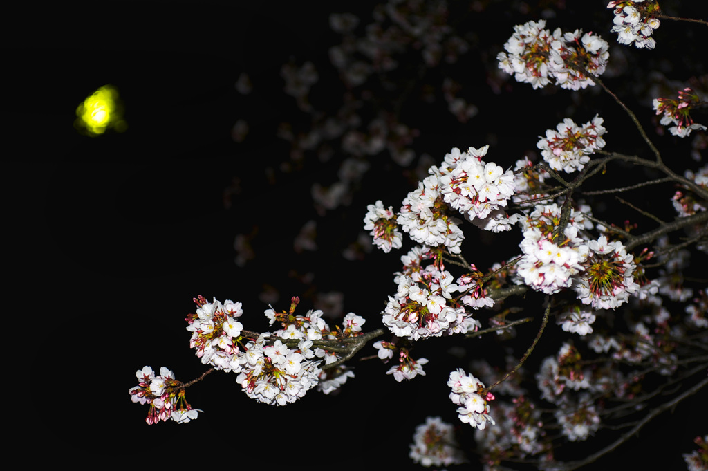 SAKURA