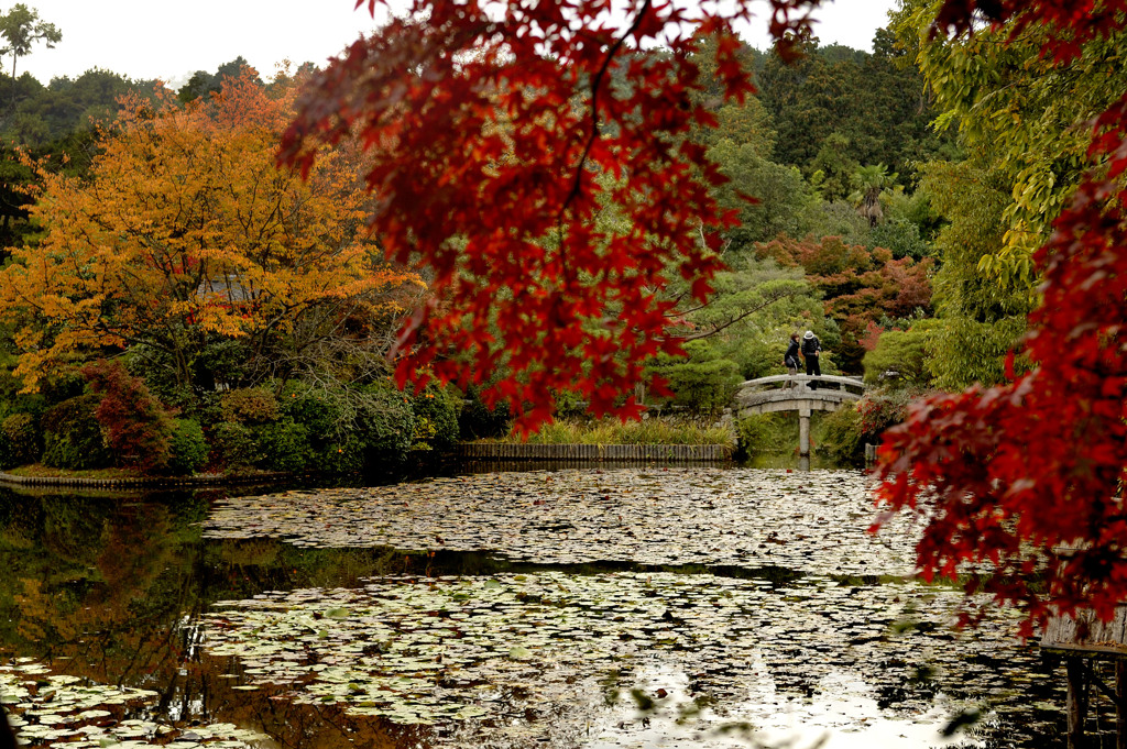 紅葉７