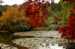 紅葉７