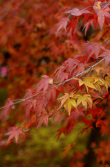 紅葉４