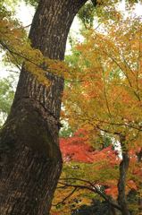 紅葉１
