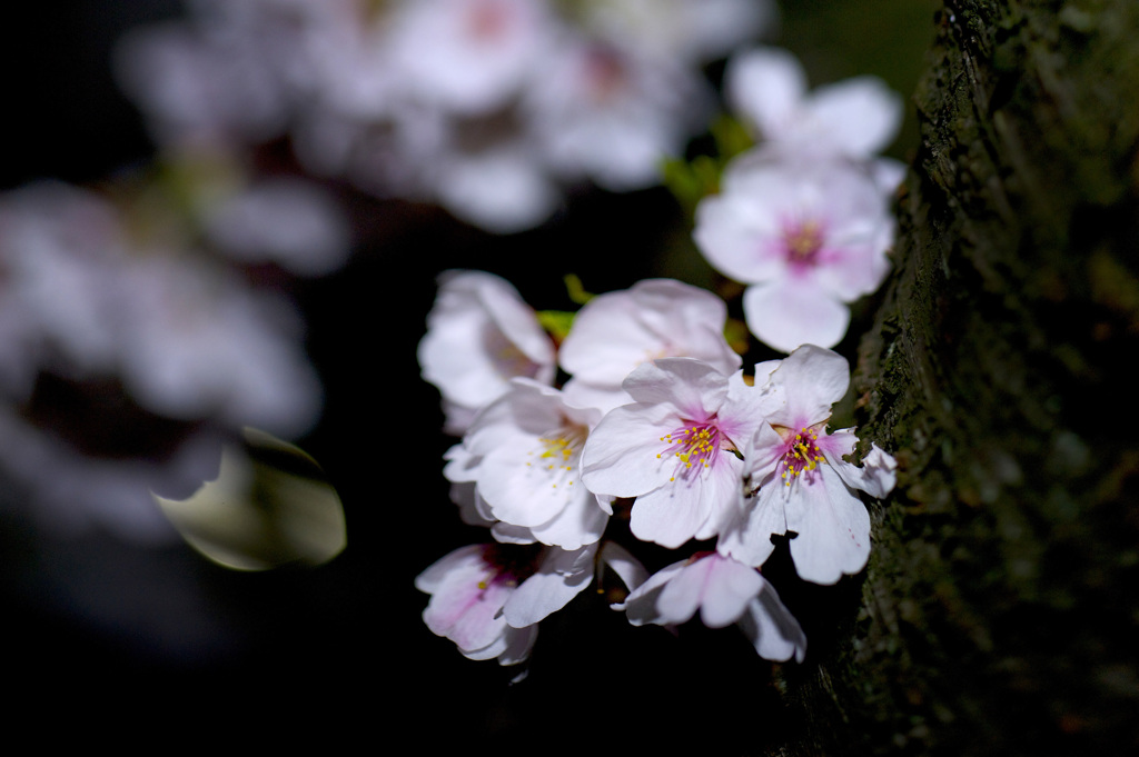 SAKURA