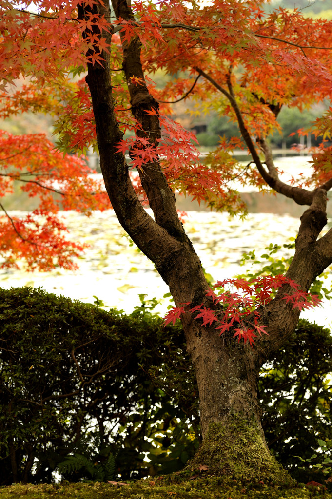 紅葉６
