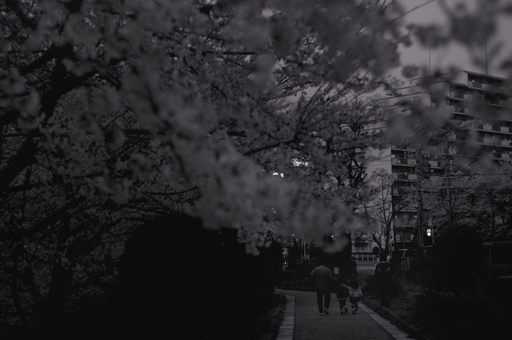 SAKURA