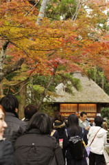 紅葉３