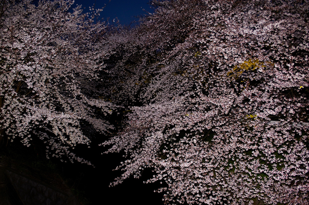 SAKURA
