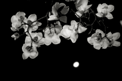 月花