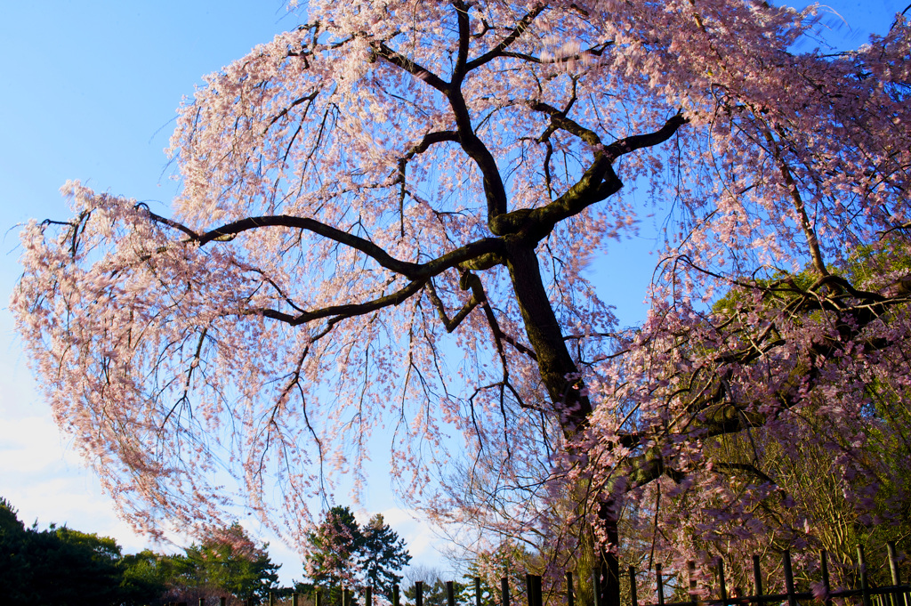 SAKURA