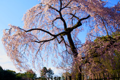 SAKURA