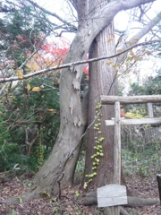 神社の木