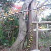 神社の木