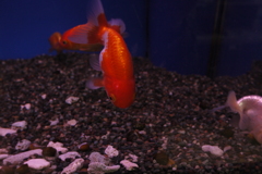 P1010508
