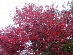 紅葉