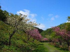 黄桜の里1