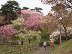 桜花繚乱４