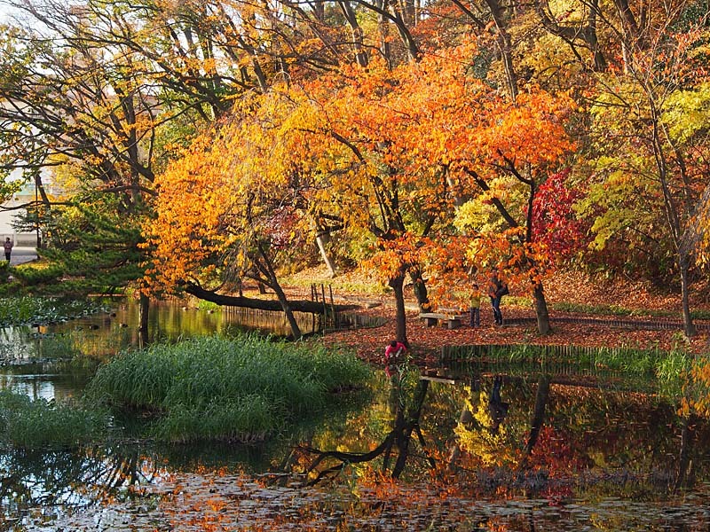 千秋公園紅葉６