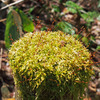 苔の芽吹き