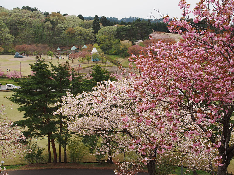 桜花繚乱６