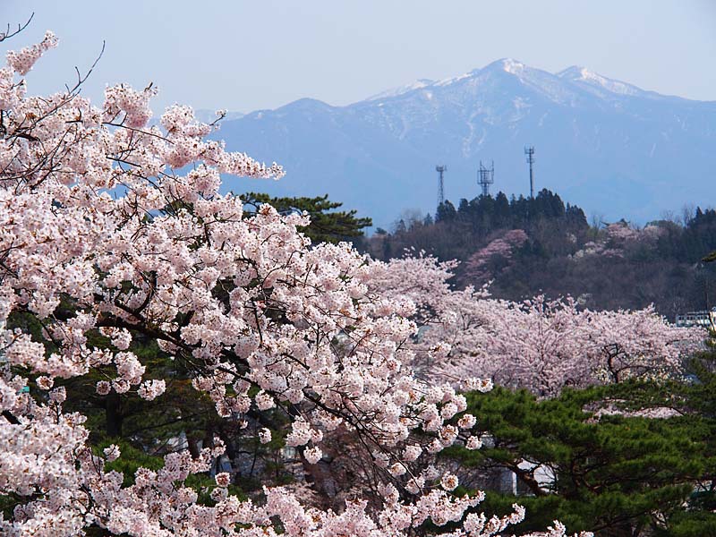千秋公園の桜１