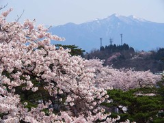 千秋公園の桜１