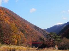 紅葉する抱返り渓谷１