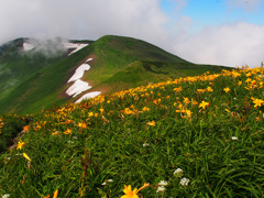 鳥海山のお花畑