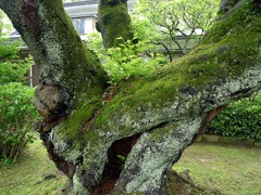 苔むす古木