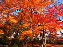 千秋公園・紅葉４