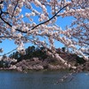 秋田に春がきた　勢至公園の桜３