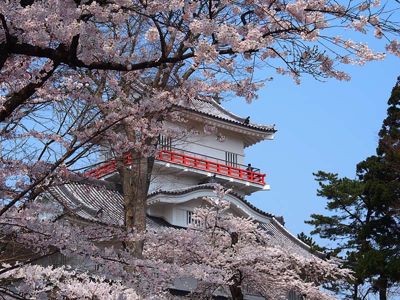 千秋公園の桜３