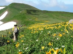 ニッコウキスゲのお花畑を歩く