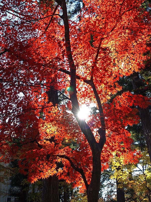 角館の紅葉1