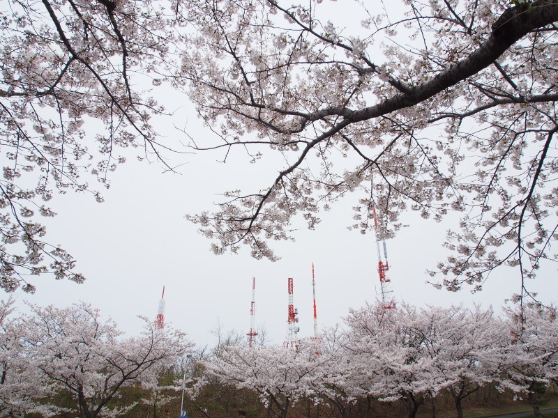 大森山の桜２
