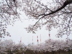 大森山の桜２