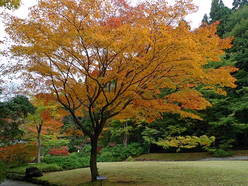 水心苑の紅葉３