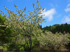 黄桜の里３