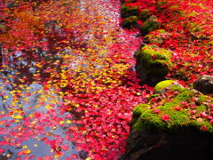 池の中の落葉