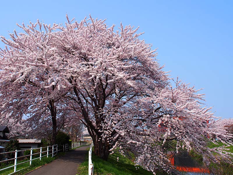 太平川堤の桜３