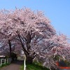 太平川堤の桜３