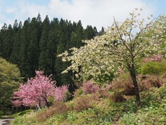 黄桜の里４