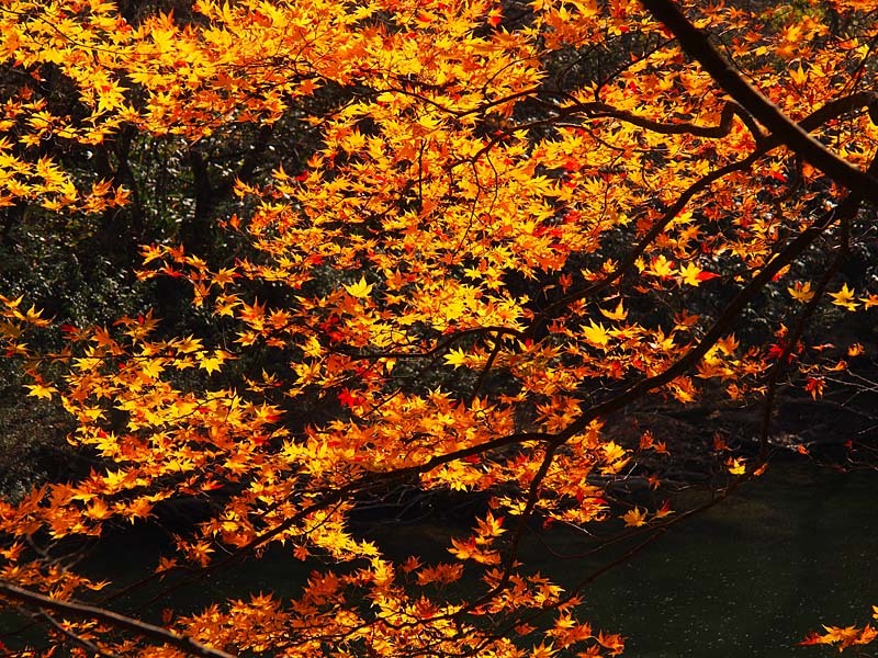 紅葉する抱返り渓谷３