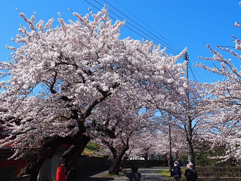 秋田に春がきた　勢至公園の桜４