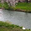 白鳥と桜