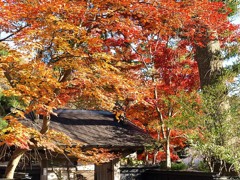 角館の紅葉２