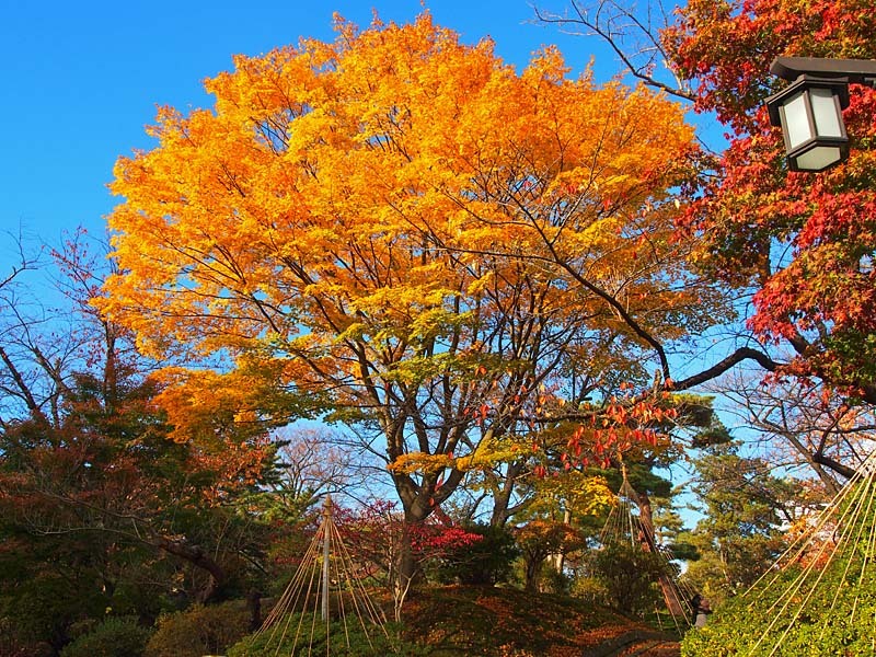 千秋公園紅葉５